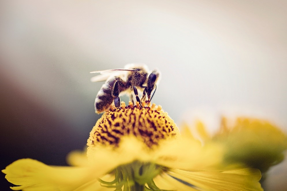 Het LIFE APEX project Naturalis